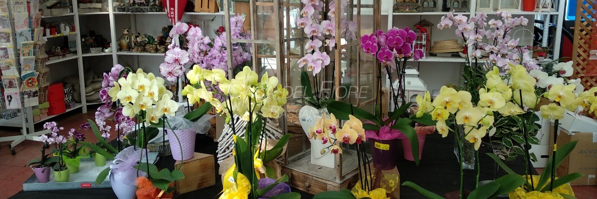 <p>Le nostre orchidee</p>
